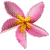 pink frangipani