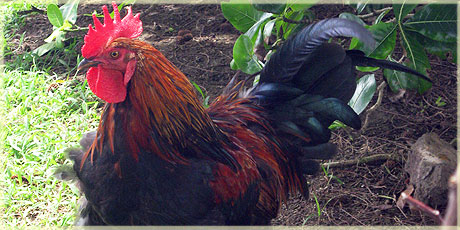 Island rooster