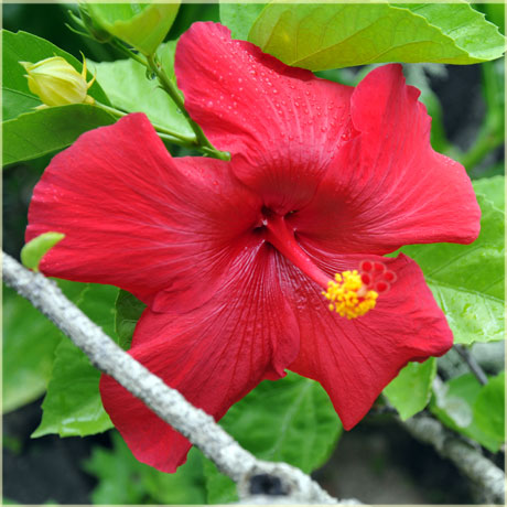 kaute - hibiscus