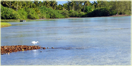 kotuku - pacific reef heron
