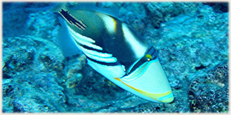 Triggerfish Picasso can bite especially during spawing season Nov-Feb © and photo : Graham McDonald